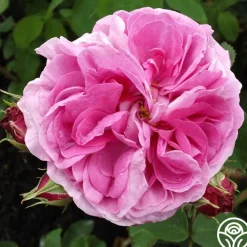 Baronne Prévost><noscript><img width=