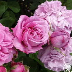 Baronne Prévost><noscript><img width=