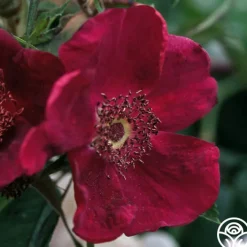 Basye's Purple Rose>Heirloom Roses Best