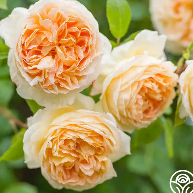 Bathsheba>Heirloom Roses Online
