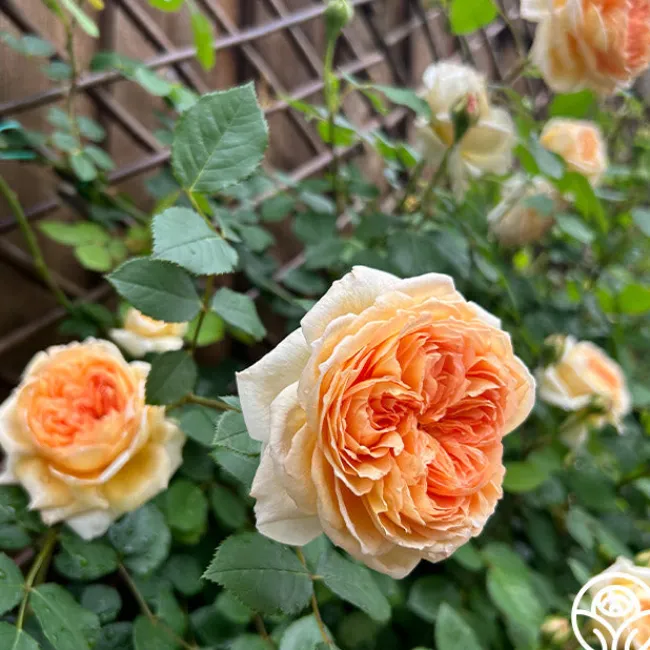 Bathsheba>Heirloom Roses Online