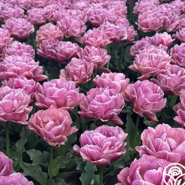 Beach Berry>Heirloom Roses Hot