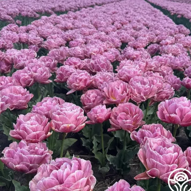 Beach Berry>Heirloom Roses Hot