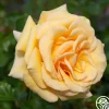 Beautiful Day™>Heirloom Roses Discount