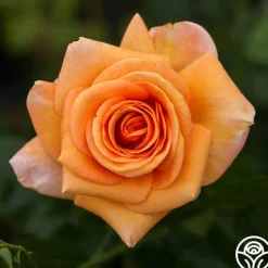 Beautiful Day™><noscript><img width=
