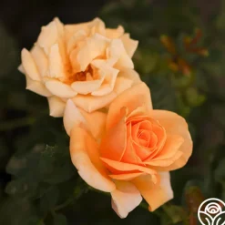 Beautiful Day™><noscript><img width=