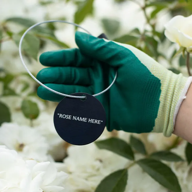 Beautiful Day Tag>Heirloom Roses Best