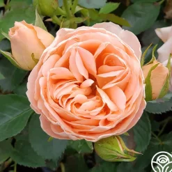 Beautiful Dreamer™>Heirloom Roses Sale
