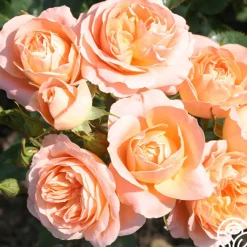 Beautiful Dreamer™>Heirloom Roses Sale