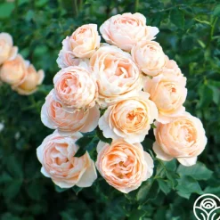 Beautiful Dreamer™><noscript><img width=