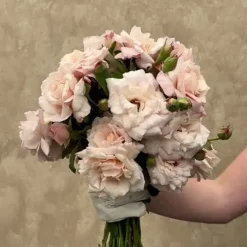 Belinda's Blush>Heirloom Roses New
