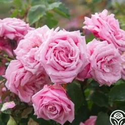 Belinda's Dream>Heirloom Roses Online