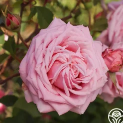 Belinda's Dream>Heirloom Roses Online
