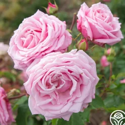 Belinda's Dream><noscript><img width=