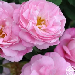 Belle Amour>Heirloom Roses Outlet