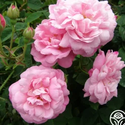 Belle Amour><noscript><img width=