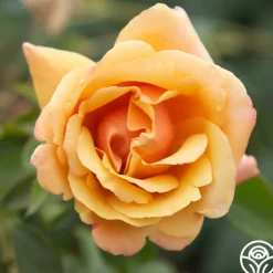 Belle Époque>Heirloom Roses Online