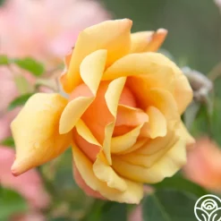 Belle Époque>Heirloom Roses Online