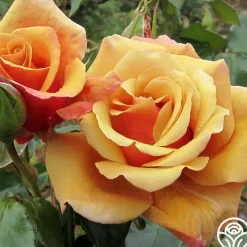 Belle Époque><noscript><img width=
