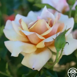 Belle Époque><noscript><img width=