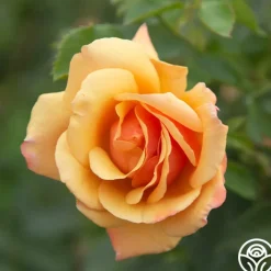 Belle Époque><noscript><img width=