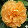 Bernstein-Rose>Heirloom Roses