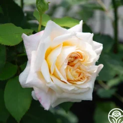 Beryl Bach><noscript><img width=