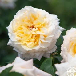 Beryl Bach><noscript><img width=