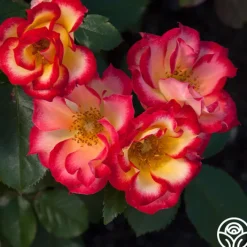 Betty Boop™>Heirloom Roses Sale