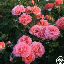 Betty Harkness™>Heirloom Roses Hot