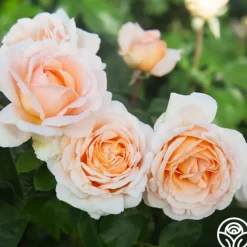 Betty White™>Heirloom Roses Discount