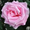 Bewitched>Heirloom Roses Hot