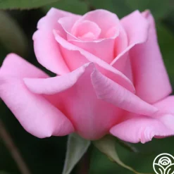 Bewitched>Heirloom Roses Hot