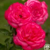 Big Momma™>Heirloom Roses Outlet