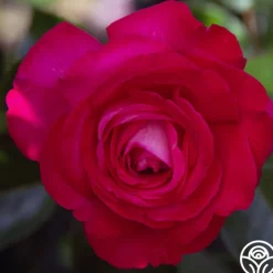 Big Momma™>Heirloom Roses Outlet