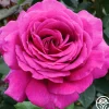 Big Purple®>Heirloom Roses Hot