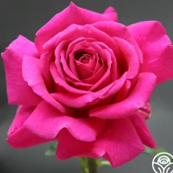 Big Purple®>Heirloom Roses Hot