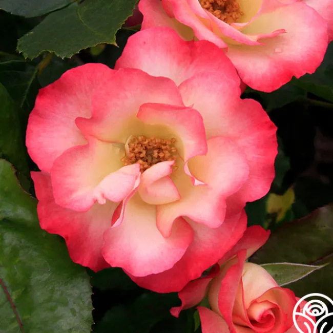 Birthday Girl>Heirloom Roses Best
