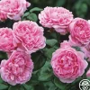Bishop's Castle>Heirloom Roses New