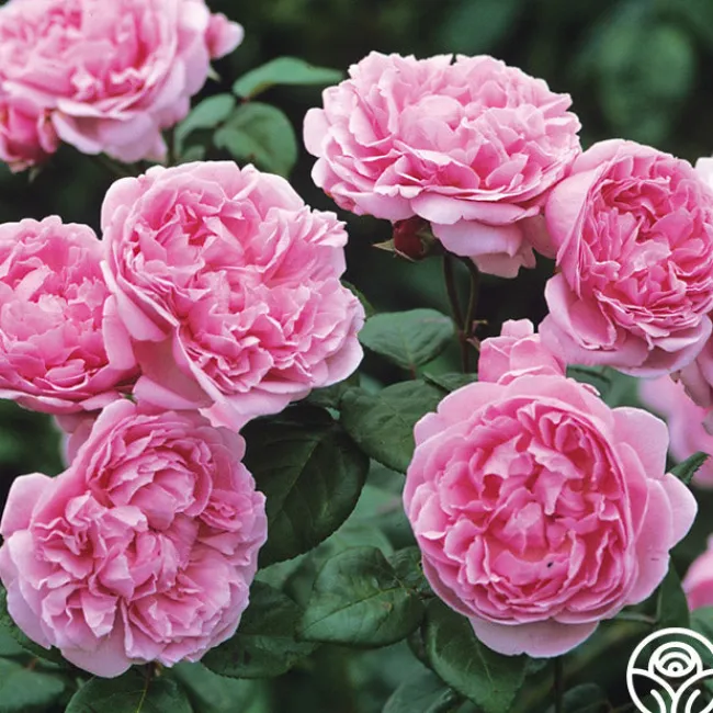 Bishop's Castle>Heirloom Roses New