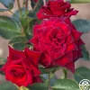 Black Baccara®>Heirloom Roses