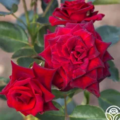 Black Baccara®>Heirloom Roses