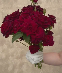 Black Baccara®><noscript><img width=