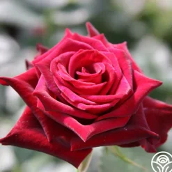 Black Baccara®><noscript><img width=