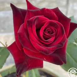 Black Baccara®><noscript><img width=