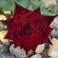 Black Baccara®><noscript><img width=