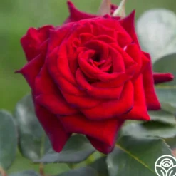 Black Baccara®><noscript><img width=