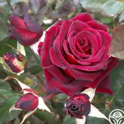 Black Baccara®><noscript><img width=