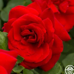 Black Beauty®>Heirloom Roses Sale