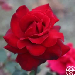 Black Beauty®>Heirloom Roses Sale
